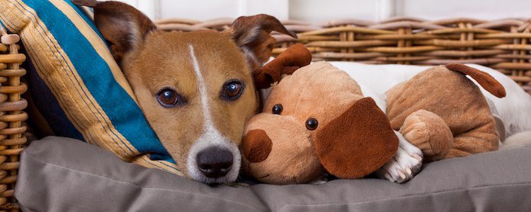 También puedes hacer una cama para el interior de hogar