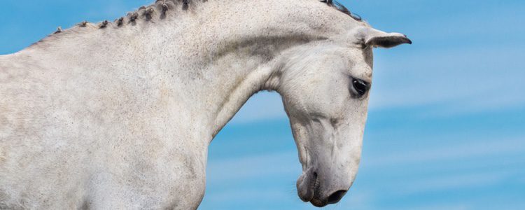 Los principales beneficios de la equinoterapia ayudan a la discapacidad locomotora