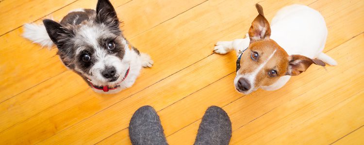 Los perros también necesitan descansar