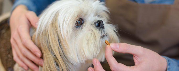 Tienes que tener cuidado si decides meterle a tu perro la pastilla en la boca, puede morderte