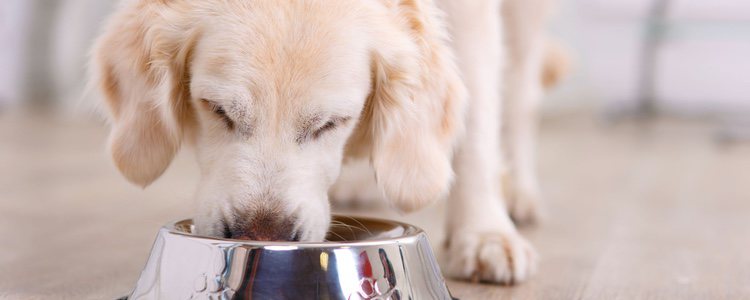 Es importante cepillar frecuentemente los dientes a tu mascota, especialmente después de las comidas