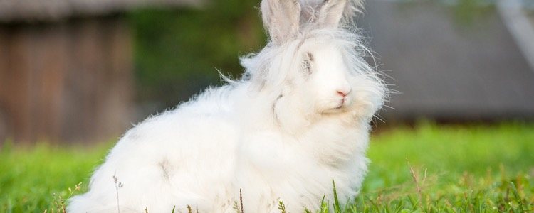 Conejo de Angora