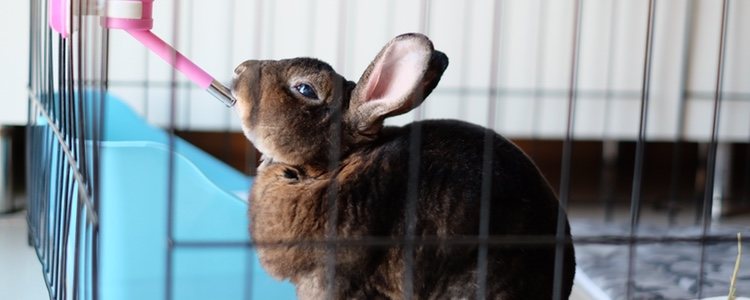 El conejo Tan tiene el color de pelo anaranjado medio negro