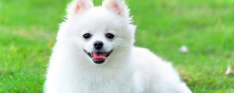 Los perros pomerania se caracterizan por tener varias capas de pelo, algo característico de su raza