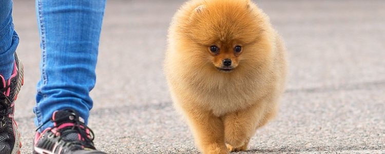 Ten cuidado a la hora de cepillar el pelo a tu mascota para no hacerle nudos en el pelo