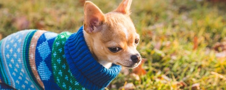 Se pueden encontrar chihuahuas tanto de distintos tamaños como colores