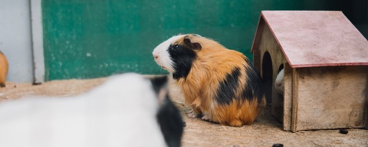 Refugio para cobaya