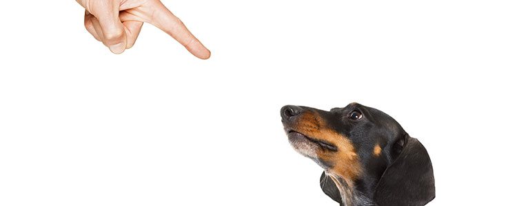 Es fundamental recordar al perro quién es el líder y castigarlo cuando sea necesario