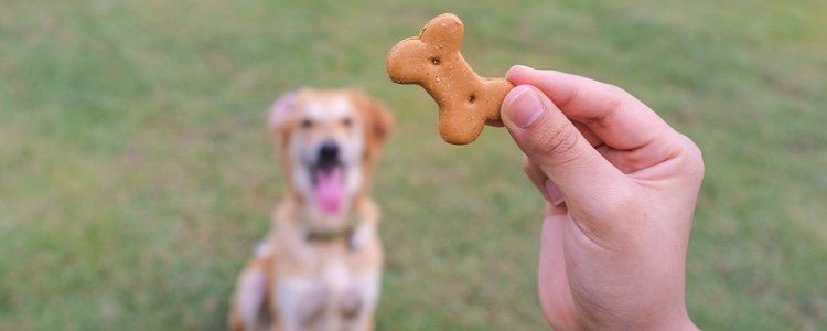 El perro debe ser recompensado cuando realice una acción correctamente