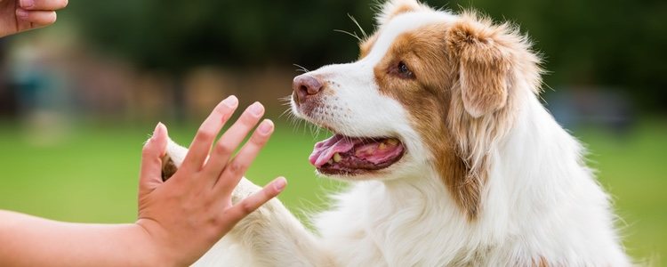 Estar bien educado ayudará a tu perro a que su vida sea mejor