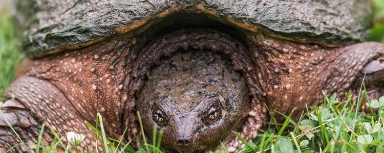 La dieta de una tortuga de tierra se basa en hierbas, flores, hojas y frutos