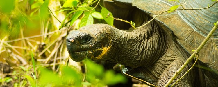 Los rayos del sol favorecen la conservación del caparazón de tu tortuga