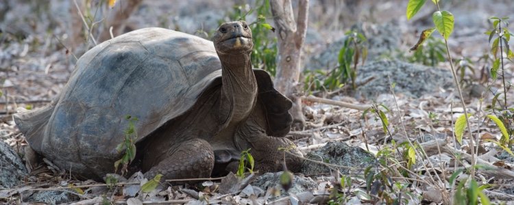 Debes adecuar el espacio de tu vivienda para crear un hábitat agradable para tu tortuga