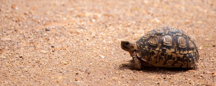 Los cuidados de tortuga de tierra se basan en su adaptación al clima y su alimentación