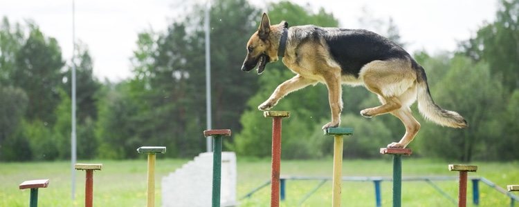 Los etólogos son a los perros lo que los psicólogos a los humanos