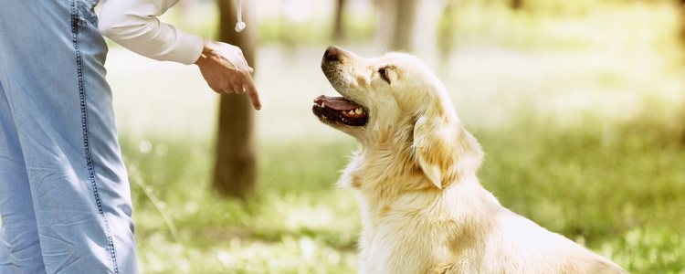 El educador enseña al perro a tener un buen comportamiento