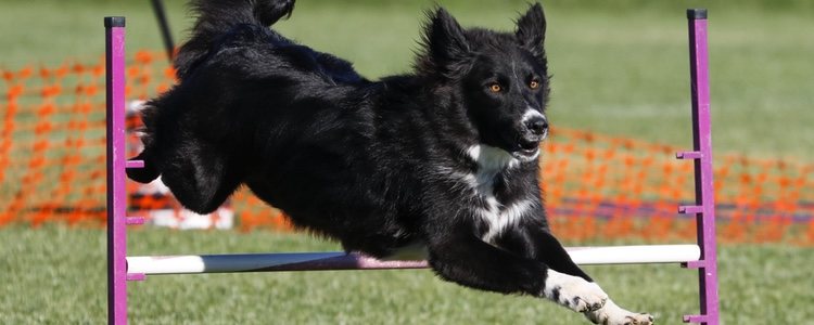 No es lo mismo querer enseñar a nuestro perro una disciplina deportiva que una educativa