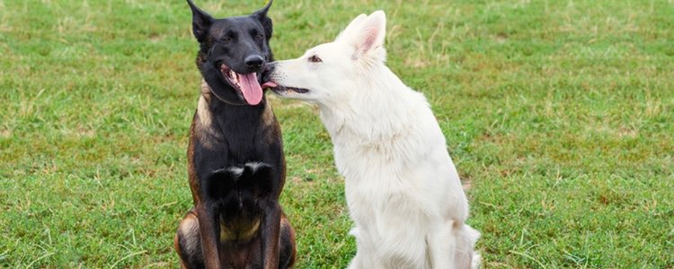 También lamen a otros perros porque los quieren