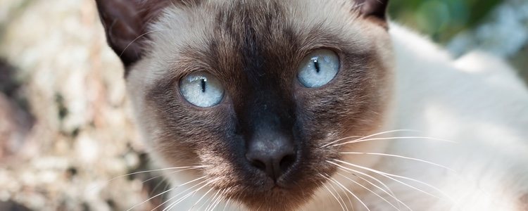 Sus grandes ojos azules es una de las características de este gato