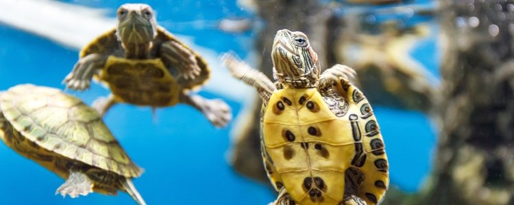 La limpieza del acuario es fundamental para mantener sano el caparazón