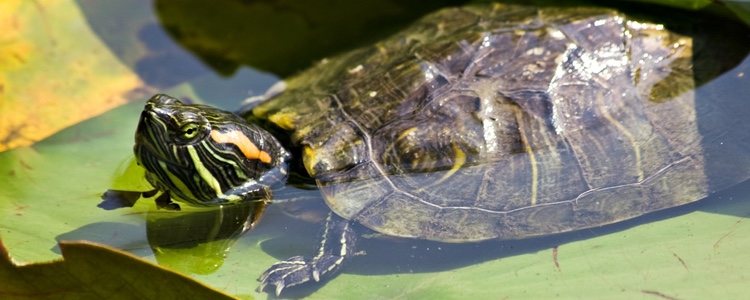 La luz natural es fundamental para que las tortugas estén sanas