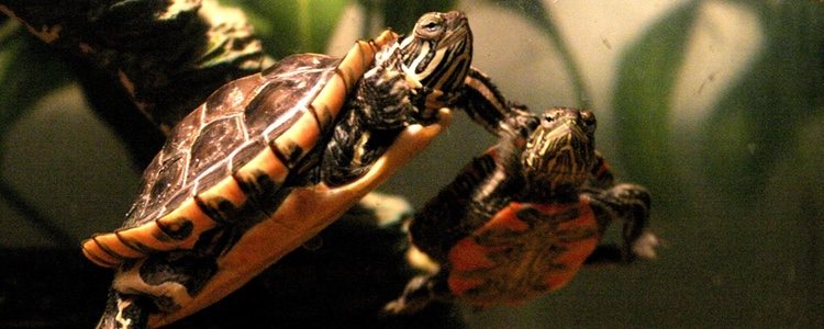 La tortuga como tal también requiere una limpieza, sobre todo su caparazón