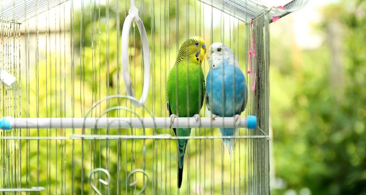 Las intoxicaciones pueden generar la muerte súbita de tu pájaro