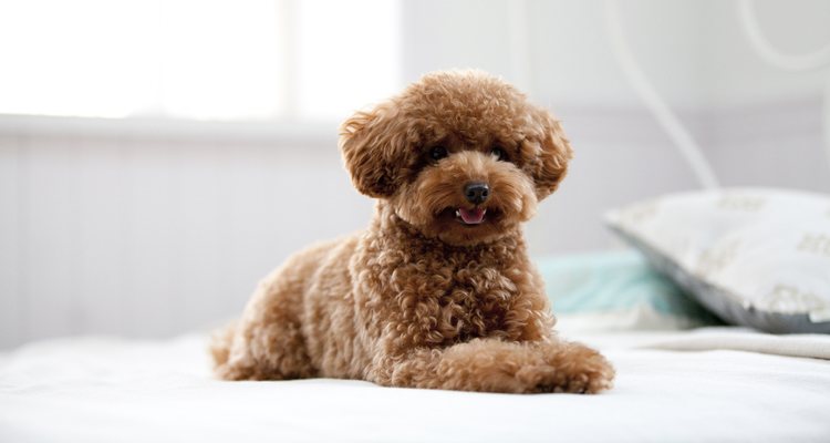 El caniche no pierde pelo y es un animal muy cariñoso