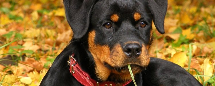 Para adoptar un perro considerado peligroso debes ser mayor de edad