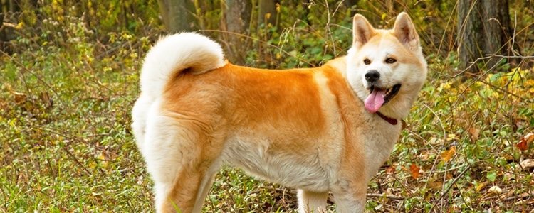 La raza Akita Inu es considerada 