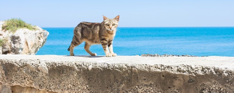 Recuerda que no es lo mismo viajar con un perro o un gato