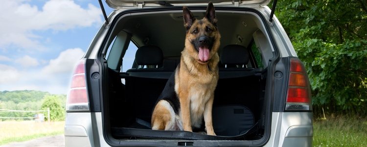 Nuestro perro necesitará más o menos vacunas dependiendo del país al que viajemos