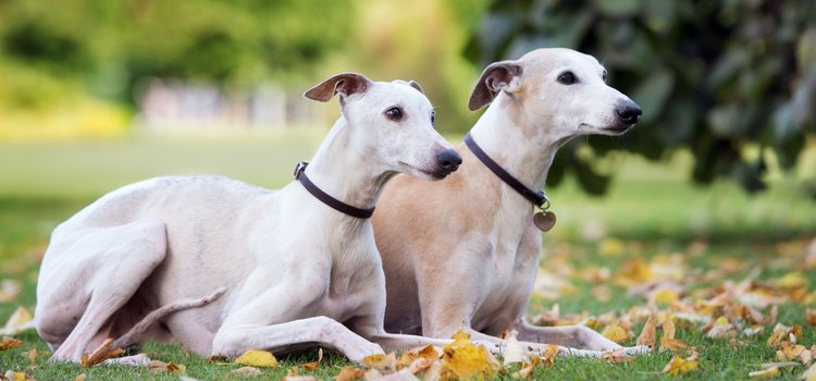 El galgo y el podenco son los perros más infravalorados en España