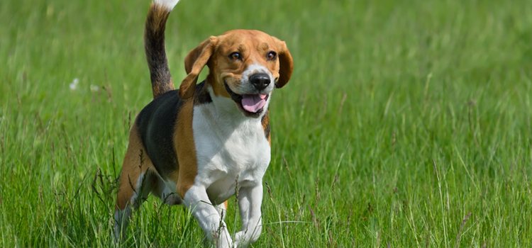 El beagle es un perro muy activo, es importante que haga ejercicio diario