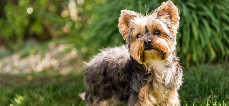 El Yorkshire es la raza preferida a la hora de elegir un perro pequeño