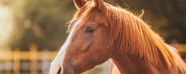 No todos los pastos tienen los nutrientes necesarios para una correcta alimentación del animal