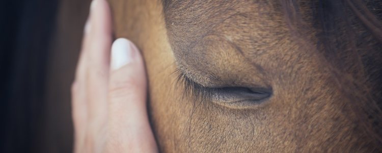 La remolacha es uno de los alimentos complementarios que más puede beneficiar al caballo