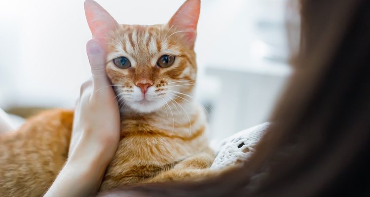 Dormir con nuestra mascota puede ser muy bueno