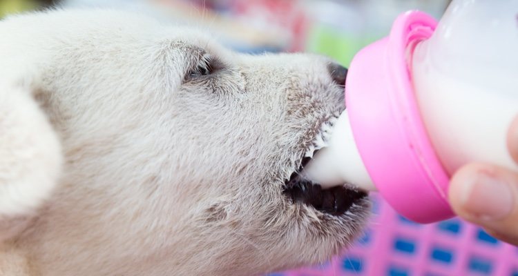 El biberón o la jeringuilla deben ser los adecuados para el perro