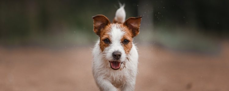 Los perros de caza se caracterizan por ser muy enérgicos y leales