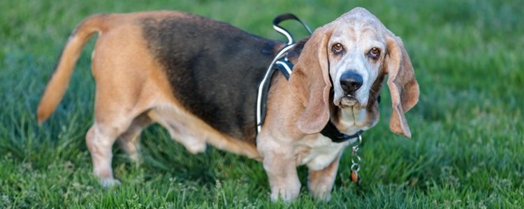 Entre las razas de perro de caza más comunes se encuentran los retriever, los terrier, y los sabuesos