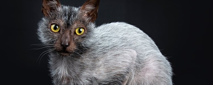 El gato lobo tiene el pelo corto, incluso tiene zonas donde no le crece mucho pelo