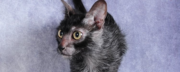 Debido a que su descubrimiento es muy reciente, no se conocen enfermedades concretas asociadas con los gatos lykoi