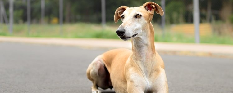  El pelaje del Galgo no necesita cepillados porque es muy corto