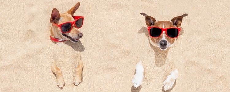 Habrá que tener en cuenta a la mascota en las vacaciones