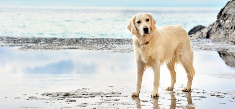 La playa es un destino ideal para pasar las navidades alejados del frío