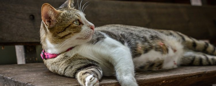 Existen ciertos cuidados a tener en cuenta a la hora de mantener el bienestar de la gata