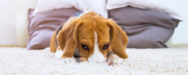 Debéis pensar en las características del perro que se asemeje más a vosotros 