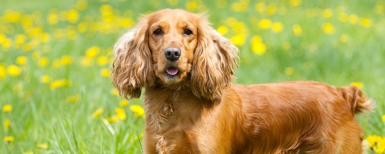 El Cocker Spaniel es uno de los más comunes 