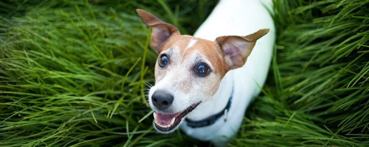 El Jack Russel es un cazador de roedores